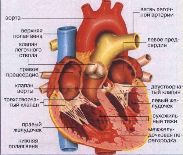 Приобретенные пороки сердца. Частые ошибки в диагностике