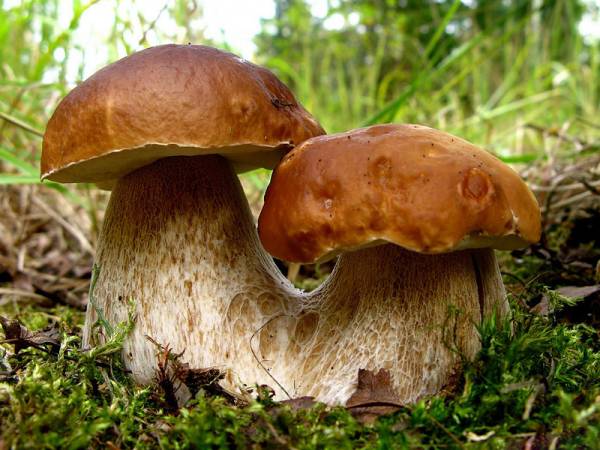 Пищевые отравления грибами