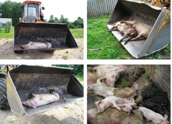 Африканская чума свиней в Беларуси. Ситуация в августе 2013 года