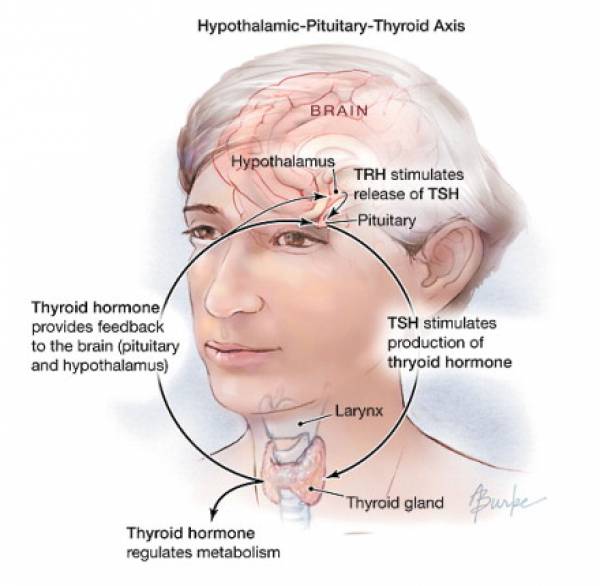 Оценка функции щитовидной железы для диагностики субклинического гипотиреоза является обязательной для будущих мам  - результаты исследования
