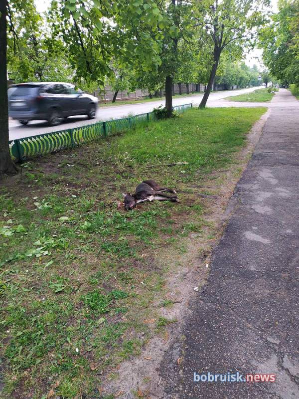 В Бобруске убили домкратом питбуля, нападавшего на всех подряд