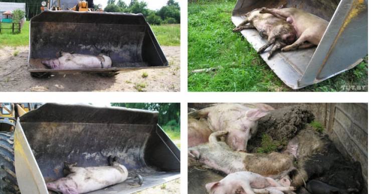 Африканская чума свиней в Беларуси